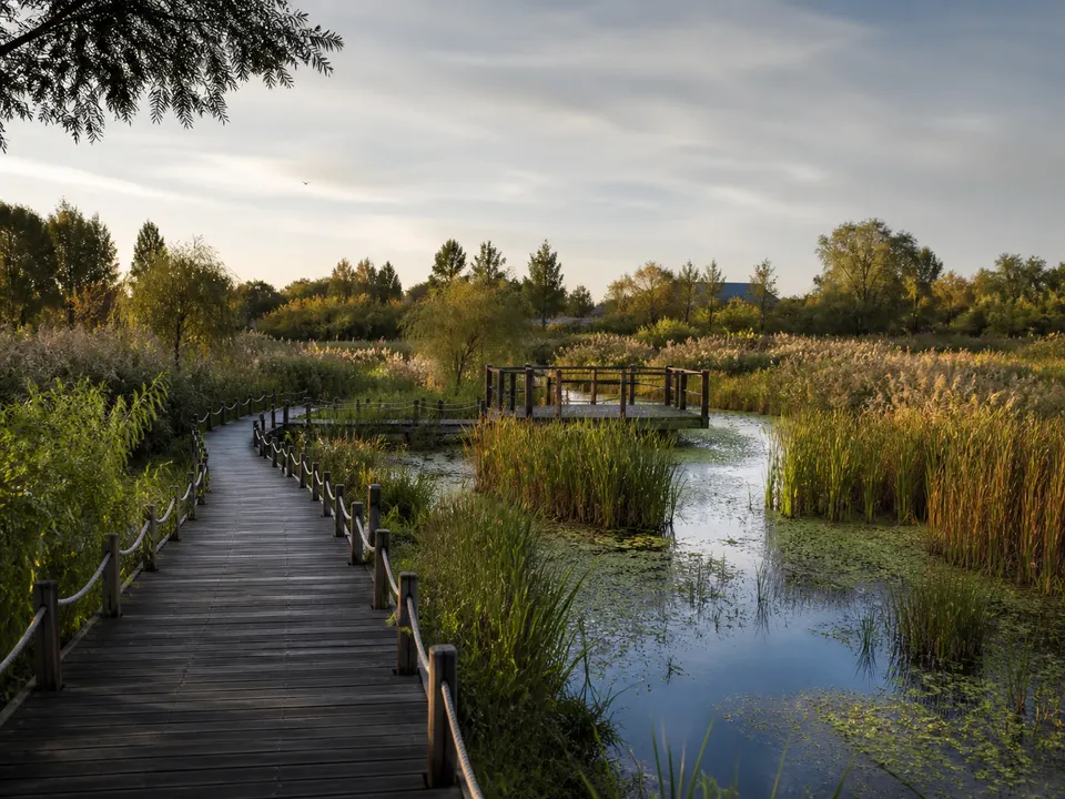 A diagonal boardwalk beside reflective wetland water in a city park.